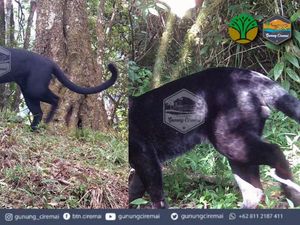 Tiga Raja Rimba Penghuni Asli Gunung Ciremai Terdeteksi
