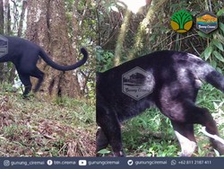 Tiga Raja Rimba Penghuni Asli Gunung Ciremai Terdeteksi