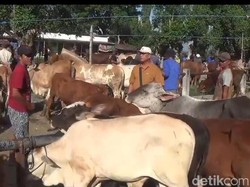 582 Sapi di Ngawi Terjangkit PMK, yang Mati 54 Ekor