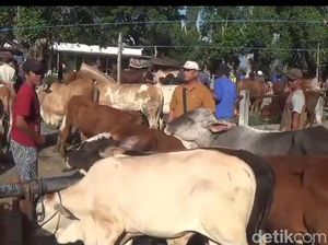 Usai 736 Sapi Terjangkit PMK, Kini Giliran Kambing di Ngawi Mati Mendadak Usai 736 Sapi Terjangkit PMK, Kini Giliran Kambing di Ngawi Mati Mendadak