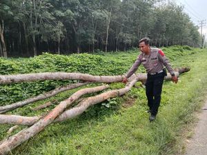 Pohon Tumbang di Simalungun Timpa Ibu-Anak, 1 Tewas