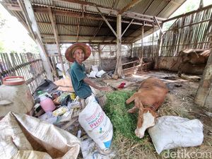 PMK di Ponorogo Menyebar ke Desa Jimbe, 4 Ekor Sapi Mati PMK di Ponorogo Menyebar ke Desa Jimbe, 4 Ekor Sapi Mati
