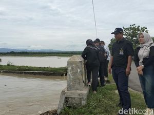 Sungai di Kulon Progo Meluap, 360 Hektare Sawah Terendam Sungai di Kulon Progo Meluap, 360 Hektare Sawah Terendam