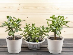 5 Trik Menjaga Tanaman Tetap Segar Meski Ditinggal Mudik