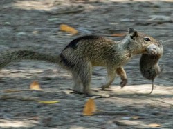 Dikenal Pemakan Biji-bijian, Tupai California Ditemukan Mencabik-cabik Tikus