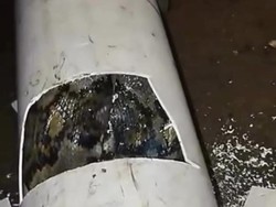 Penampakan Piton 4 Meter Ngumpet dalam Pipa Usai Mangsa Ayam di Semanu