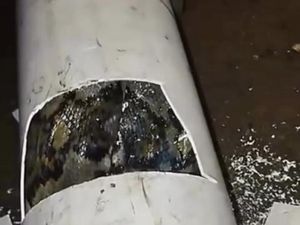Penampakan Piton 4 Meter Ngumpet dalam Pipa Usai Mangsa Ayam di Semanu Penampakan Piton 4 Meter Ngumpet dalam Pipa Usai Mangsa Ayam di Semanu
