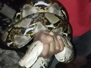 Piton 4 Meter Ngumpet dalam Pipa Usai Mangsa Ayam di Gunungkidul