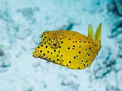 Bagaimana Proses Hewan Punya Motif di Tubuhnya? Ini Kata Ilmuwan