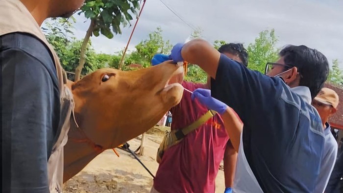Pemeriksaan sapi di Pasar Hewan Pracimantoro, Wonogiri, Jumat (33/1/2025). Pemeriksaan sapi di Pasar Hewan Pracimantoro, Wonogiri, Jumat (33/1/2025).