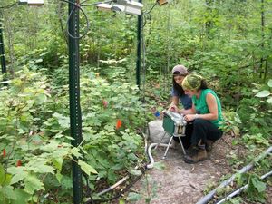 Tanah Hutan Bisa Keluarkan Karbon Lebih Banyak Daripada yang Diserap, Dari Mana Asalnya?
