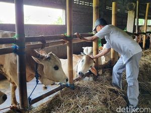 Wabah PMK Merebak, Sapi di Pasar Hewan Bantul Turun 80 Persen Wabah PMK Merebak, Sapi di Pasar Hewan Bantul Turun 80 Persen