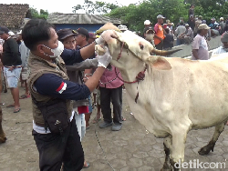 Peternak Sapi Diminta Siaga Satu Cegah PMK