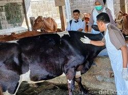35 Sapi di Situbondo Mati Usai Terserang PMK