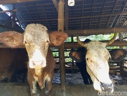 Peternak Bantul Resah Harga Jual Sapi Turun Buntut Merebak Kasus PMK