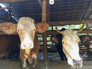 Peternak Bantul Resah Harga Jual Sapi Turun Buntut Merebak Kasus PMK Peternak Bantul Resah Harga Jual Sapi Turun Buntut Merebak Kasus PMK