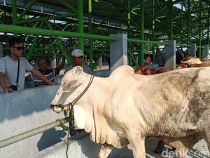 Peternak Kulon Progo Sambat Harga Sapi Anjlok hingga Rp 3 Juta gegara PMK Peternak Kulon Progo Sambat Harga Sapi Anjlok hingga Rp 3 Juta gegara PMK