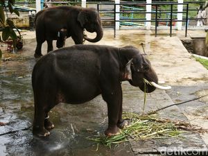Tragedi Memilukan di Balik Dirantainya Gajah di Waduk Gajah Mungkur Tragedi Memilukan di Balik Dirantainya Gajah di Waduk Gajah Mungkur