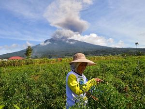 Tak Ada Lagi Pendakian Gunung Marapi, Ditutup Permanen