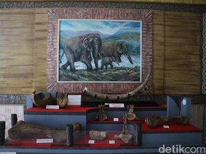 Tambah Koleksi Fosil Stegodon, Museum Patiayam Kudus Masih Gratis Tambah Koleksi Fosil Stegodon, Museum Patiayam Kudus Masih Gratis