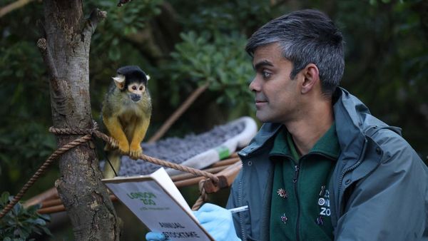 Intip Proses Sensus Hewan di Kebun Binatang London