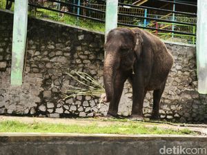 3 Fakta Kondisi Gajah di Taman Satwa Waduk Gajah Mungkur yang Kini Disorot 3 Fakta Kondisi Gajah di Taman Satwa Waduk Gajah Mungkur yang Kini Disorot