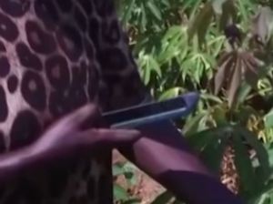 Petani Diagnosis Penyakit Tanaman Pakai AI