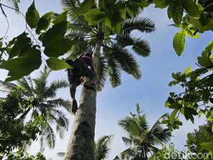 Kalender Jawa Selasa legi 30 Desember 2025: Jangan Memanjat Dulu!