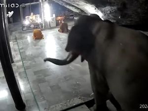 Video: Momen Gajah Masuk ke Kuil di Thailand Bikin Biksu Kaget