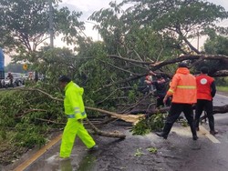 Beberapa Pohon Besar Tumbang Bikin Lalin Bangkalan Menuju Suramadu Macet