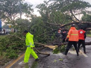 Beberapa Pohon Besar Tumbang Bikin Lalin Bangkalan Menuju Suramadu Macet Beberapa Pohon Besar Tumbang Bikin Lalin Bangkalan Menuju Suramadu Macet