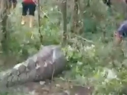 Nasib Ular Piton Mangsa Sapi di Luwu Dibunuh Warga Usai Dilacak Pakai Anjing