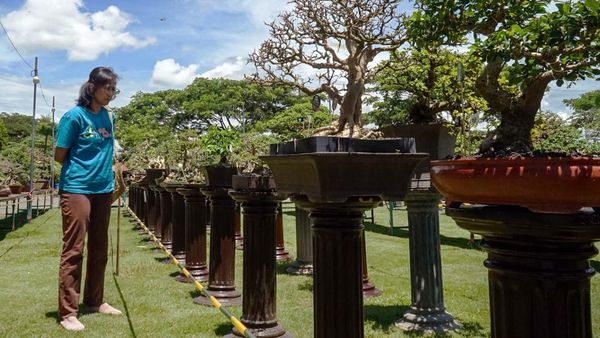 Deretan Bonsai Cantik Dipamerkan di Tulungagung