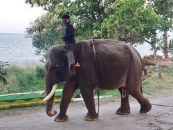 Alasan Gajah di Waduk Gajah Mungkur Dirantai: Lagi Birahi-Rawan Agresif
