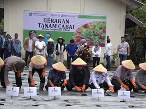 Gerakan Tanam Cabai Upaya Tekan Inflasi di Sumsel Jelang Ramadan-Idul Fitri Gerakan Tanam Cabai Upaya Tekan Inflasi di Sumsel Jelang Ramadan-Idul Fitri