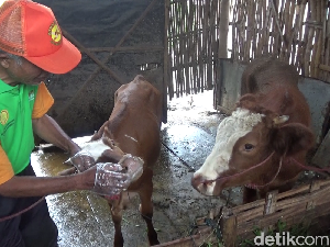 Dokter Hewan Kunjungi Rumah Warga Lumajang Obati Sapi Terjangkit PMK Dokter Hewan Kunjungi Rumah Warga Lumajang Obati Sapi Terjangkit PMK