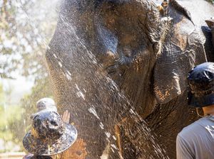 Turis Tewas saat Mandikan Gajah di Pusat Perawatan, Pawang jadi Tersangka Turis Tewas saat Mandikan Gajah di Pusat Perawatan, Pawang jadi Tersangka
