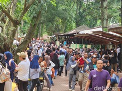 Pengunjung Ragunan Diingatkan Tak Terlalu Dekat Kandang, Jangan Ganggu Satwa