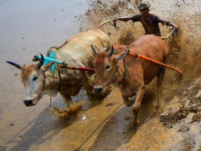 Melihat Keseruan Pacu Jawi untuk Bangkitkan Pariwisata di Tanah Datar