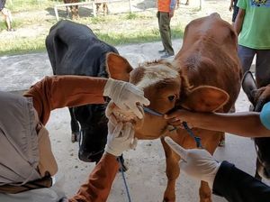 Kasus PMK di Lamongan Meluas ke 21 Kecamatan, 150 Sapi Terjangkit-15 Mati