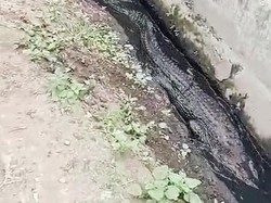 Ngerinya Kemunculan Buaya di Got Permukiman Warga Karawang