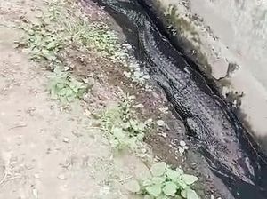 Ngerinya Kemunculan Buaya di Got Permukiman Warga Karawang Ngerinya Kemunculan Buaya di Got Permukiman Warga Karawang