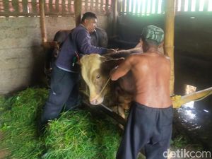Dinas Peternakan dan Keswan Pasuruan Dampingi Peternak saat Wabah PMK Merebak Dinas Peternakan dan Keswan Pasuruan Dampingi Peternak saat Wabah PMK Merebak