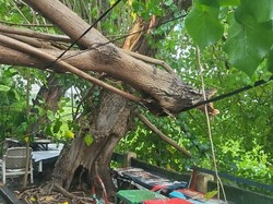 7 Pohon Tumbang saat Surabaya Dilanda Puting Beliung