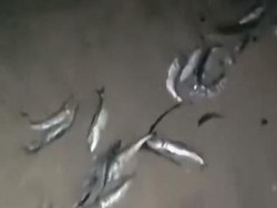 Viral Ribuan Ikan Mati Terdampar di Pantai Kuta, BKSDA Soroti Cuaca Ekstrem