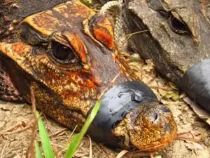 Penampakan Buaya Berwarna Oranye Ditemukan di Afrika, Diyakini Spesies Baru! Penampakan Buaya Berwarna Oranye Ditemukan di Afrika, Diyakini Spesies Baru!