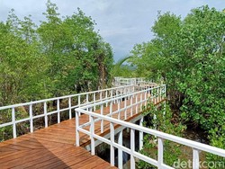 Pesona Ekowisata Mangrove Babakan Pangandaran
