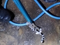 Dalam Semalam Damkar Klaten Evakuasi 2 Ular, Ada yang Berbisa!