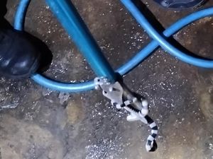 Dalam Semalam Damkar Klaten Evakuasi 2 Ular, Ada yang Berbisa! Dalam Semalam Damkar Klaten Evakuasi 2 Ular, Ada yang Berbisa!