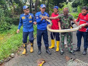 Detik-detik Menegangkan Evakuasi Ular Sanca Kembang di Pasuruan Detik-detik Menegangkan Evakuasi Ular Sanca Kembang di Pasuruan